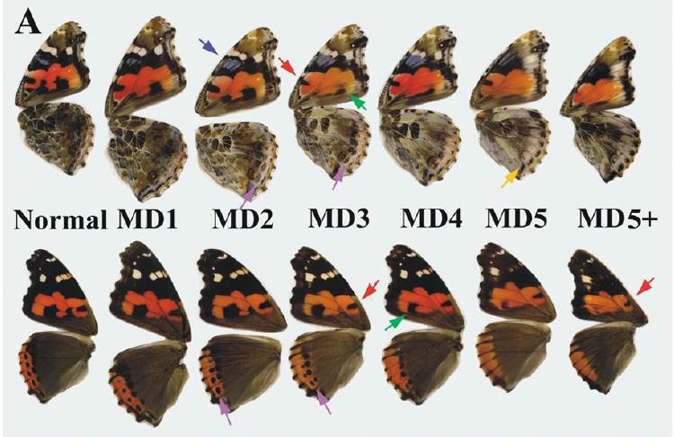 Vanessa cardui Cold Shock1 (Internet Image property of respective owner, non-commercial use only)